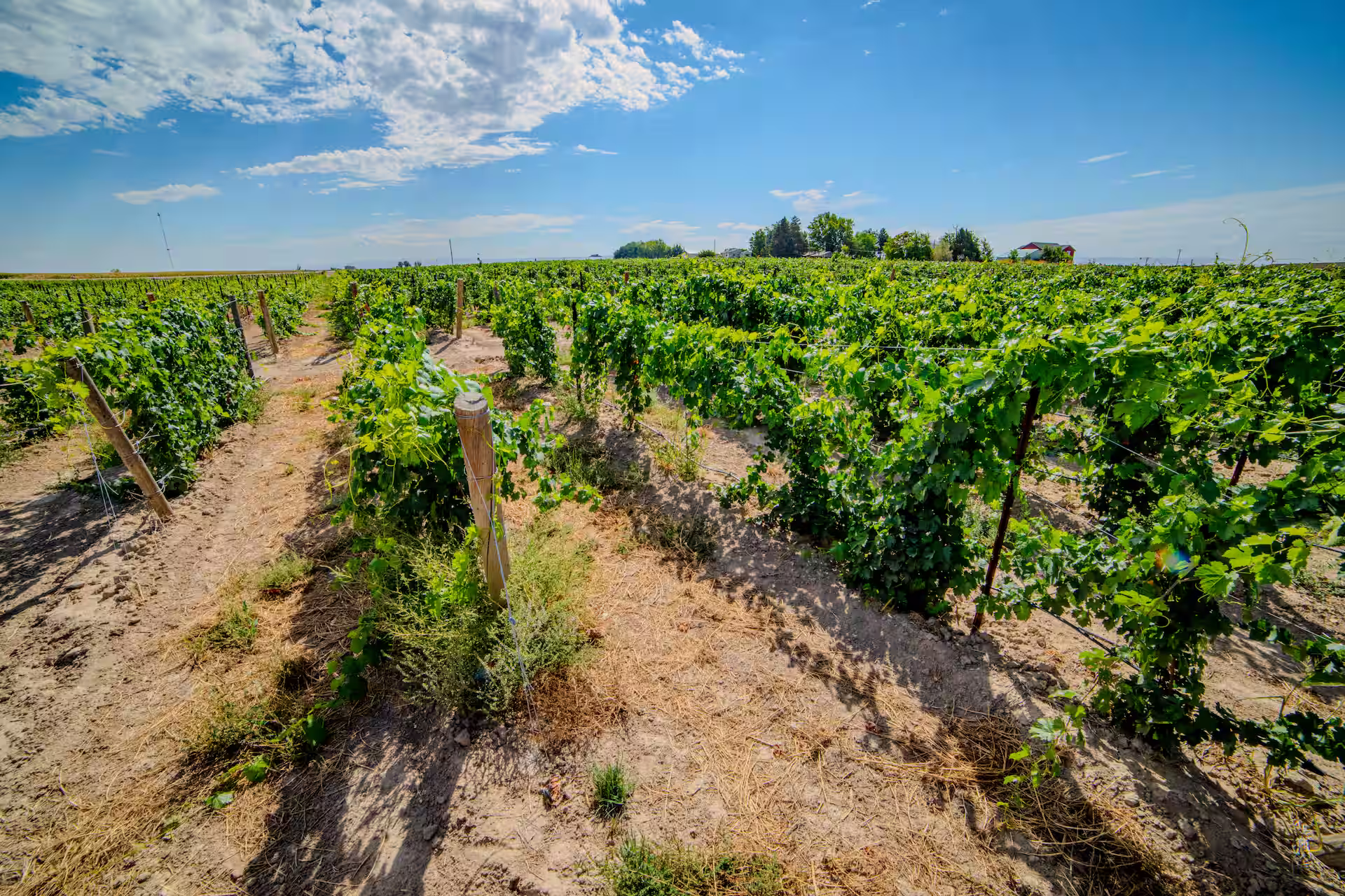Vineyard at Legacy Vineyards