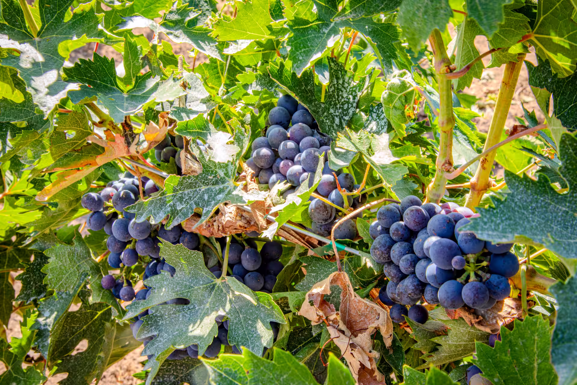 Vineyard grape clusters