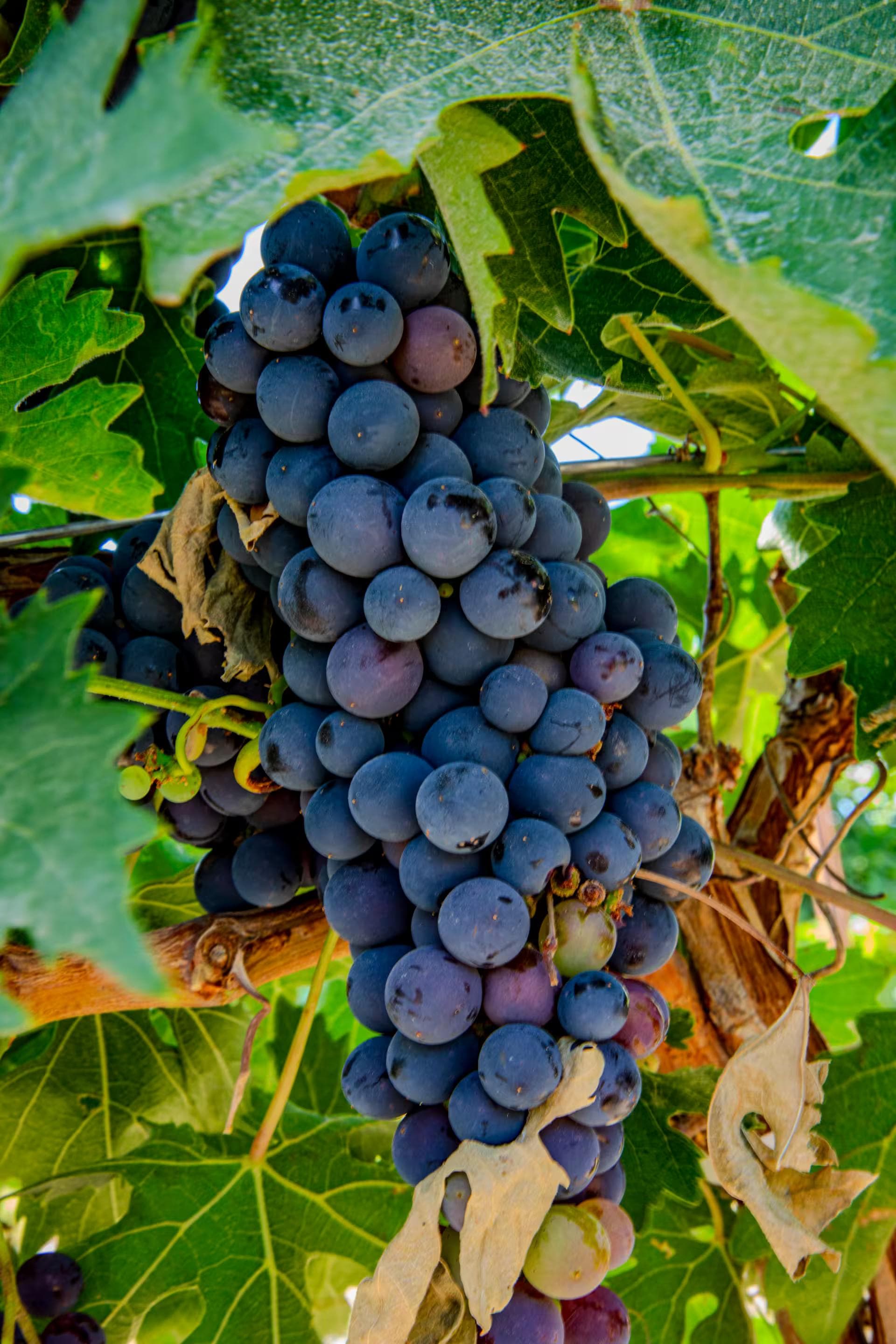 Perfectly Ripened Grapes