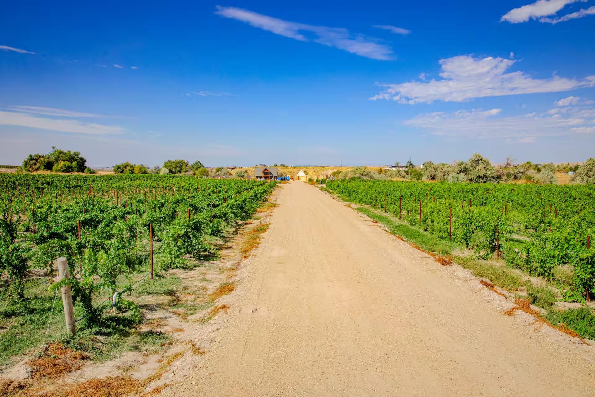 View of Legacy Vineyards