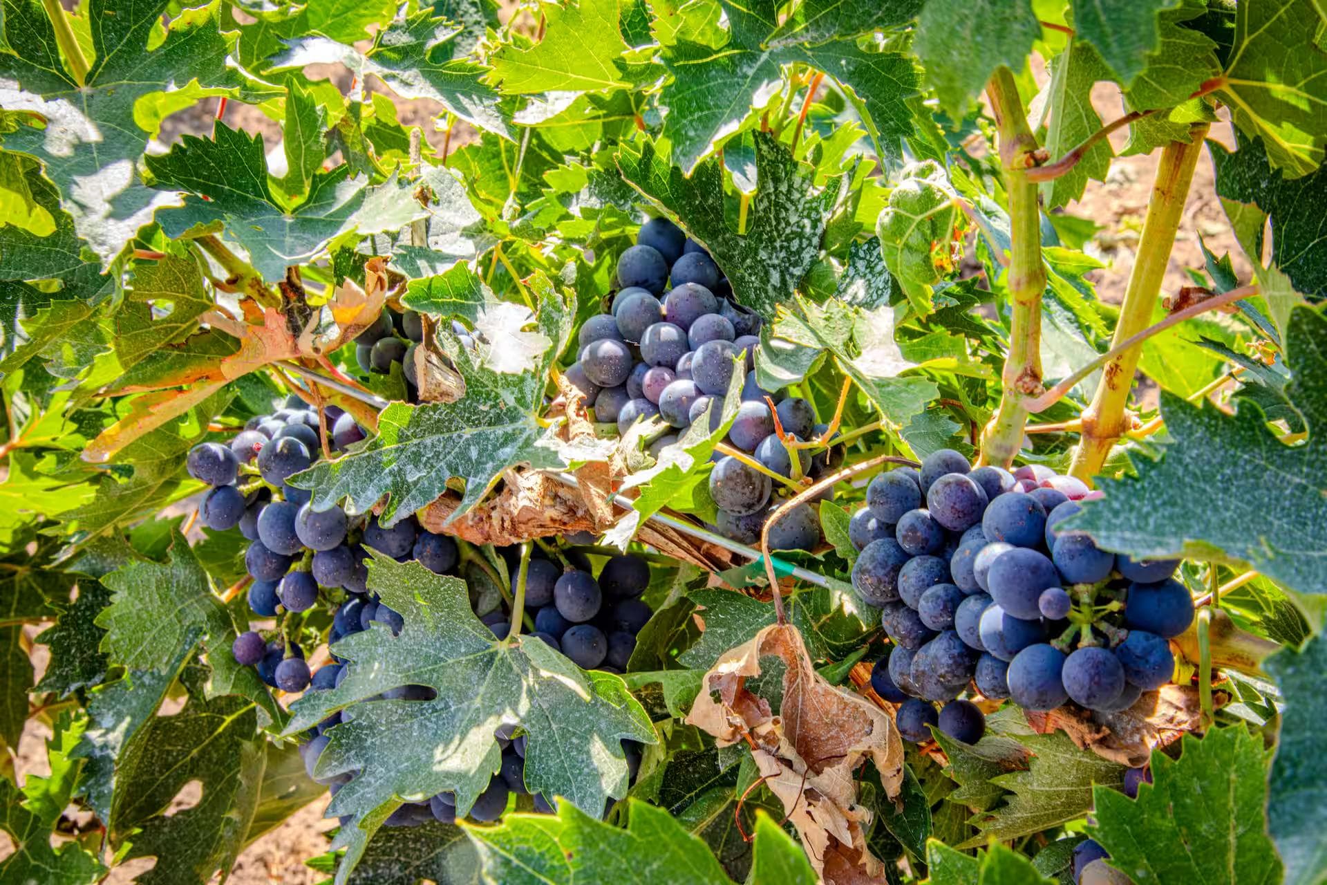 Legacy Vineyard Grapes